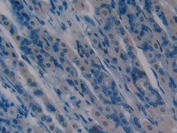 Invitrogen AHSP Polyclonal Antibody 20 &mu;L; Unconjugated:Antibodies,
