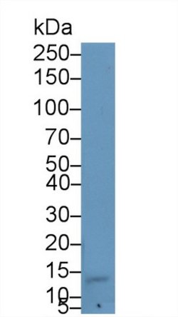 Invitrogen AHSP Polyclonal Antibody 20 &mu;L; Unconjugated:Antibodies,