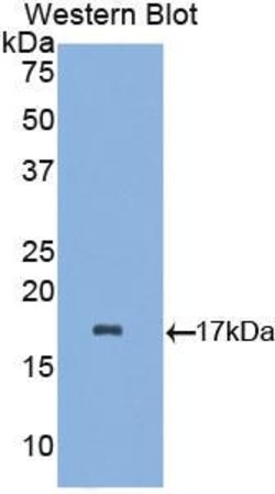 Invitrogen Alpha-lactalbumin Polyclonal Antibody 20 &mu;L; Unconjugated:Antibodies,