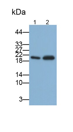 Invitrogen AMELX Polyclonal Antibody:Antibodies:Primary Antibodies