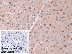 Invitrogen Aminoacylase Polyclonal Antibody:Antibodies:Primary Antibodies