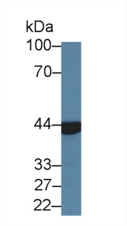 Invitrogen Aminoacylase Polyclonal Antibody:Antibodies:Primary Antibodies
