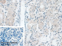 Invitrogen AUP1 Polyclonal Antibody:Antibodies:Primary Antibodies