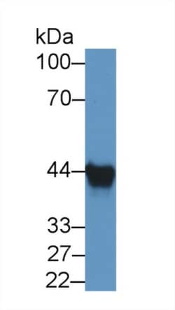 Invitrogen AUP1 Polyclonal Antibody:Antibodies:Primary Antibodies
