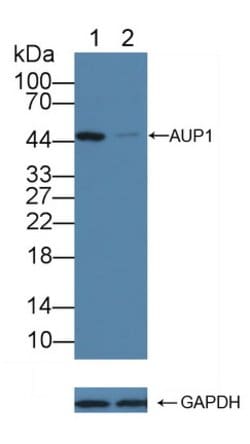 Invitrogen AUP1 Polyclonal Antibody:Antibodies:Primary Antibodies