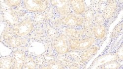 Invitrogen Angiogenin Polyclonal Antibody 20 &mu;L; Unconjugated:Antibodies,