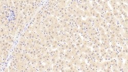 Invitrogen Angiogenin Polyclonal Antibody 20 &mu;L; Unconjugated:Antibodies,
