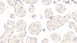 Invitrogen Angiopoietin 2 Polyclonal Antibody 20 &mu;L; Unconjugated:Antibodies,