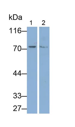 Invitrogen Angiopoietin 2 Polyclonal Antibody 20 &mu;L; Unconjugated:Antibodies,