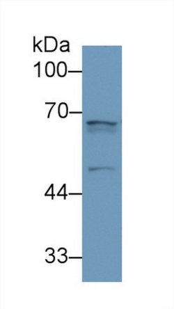 Invitrogen Angiopoietin 2 Polyclonal Antibody 20 &mu;L; Unconjugated:Antibodies,