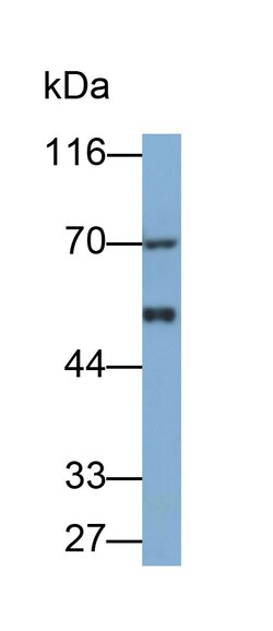 Invitrogen Angiopoietin 2 Polyclonal Antibody 20 &mu;L; Unconjugated:Antibodies,