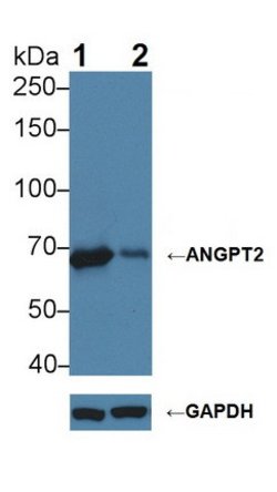 Invitrogen Angiopoietin 2 Polyclonal Antibody 20 &mu;L; Unconjugated:Antibodies,