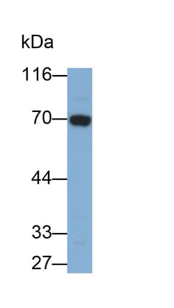 Invitrogen Angiopoietin 2 Polyclonal Antibody 20 &mu;L; Unconjugated:Antibodies,