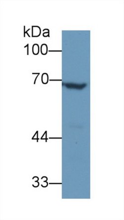 Invitrogen Angiopoietin 2 Polyclonal Antibody 20 &mu;L; Unconjugated:Antibodies,