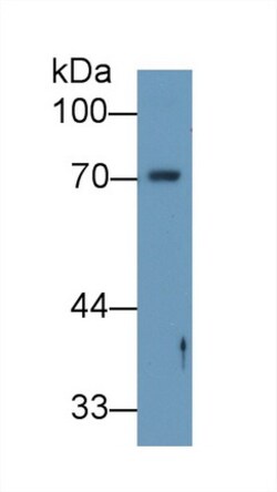Invitrogen Angiopoietin 2 Polyclonal Antibody 20 &mu;L; Unconjugated:Antibodies,