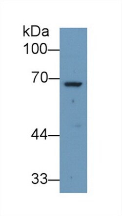 Invitrogen Angiopoietin 2 Polyclonal Antibody 20 &mu;L; Unconjugated:Antibodies,