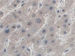 Invitrogen AZIN1 Polyclonal Antibody 20 &mu;L; Unconjugated:Antibodies,