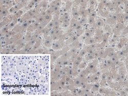 Invitrogen AZIN1 Polyclonal Antibody 20 &mu;L; Unconjugated:Antibodies,