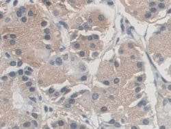 Invitrogen AZIN1 Polyclonal Antibody 20 &mu;L; Unconjugated:Antibodies,