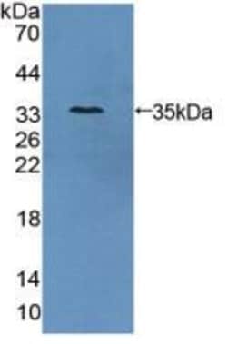 Invitrogen AZIN1 Polyclonal Antibody 20 &mu;L; Unconjugated:Antibodies,