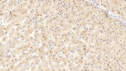 Invitrogen APOA4 Polyclonal Antibody:Antibodies:Primary Antibodies