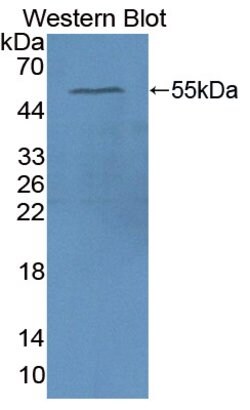 Invitrogen APOA4 Polyclonal Antibody:Antibodies:Primary Antibodies