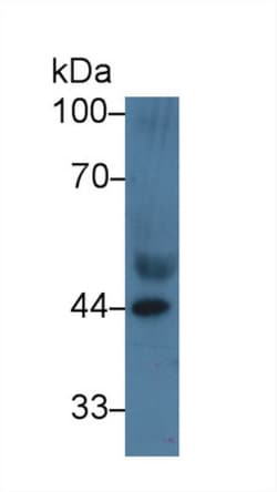 Invitrogen APOA4 Polyclonal Antibody:Antibodies:Primary Antibodies