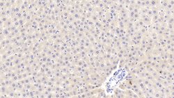 Invitrogen APOA5 Polyclonal Antibody 200 &mu;L; Unconjugated:Antibodies,