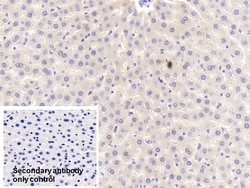 Invitrogen APOA5 Polyclonal Antibody 200 &mu;L; Unconjugated:Antibodies,
