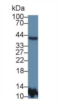Invitrogen APOA5 Polyclonal Antibody 200 &mu;L; Unconjugated:Antibodies,