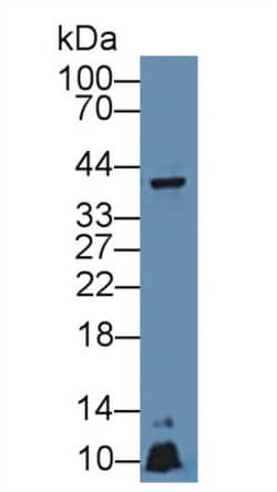 Invitrogen APOA5 Polyclonal Antibody 200 &mu;L; Unconjugated:Antibodies,