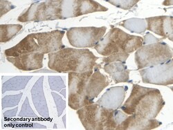 Invitrogen APOB Polyclonal Antibody:Antibodies:Primary Antibodies