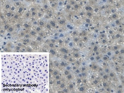 Invitrogen APOB Polyclonal Antibody:Antibodies:Primary Antibodies