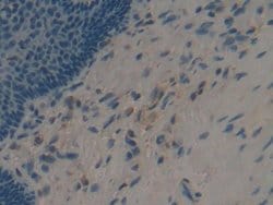 Invitrogen APOF Polyclonal Antibody 20 &mu;L; Unconjugated:Antibodies,