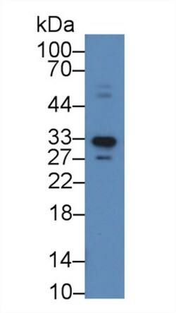 Invitrogen APOF Polyclonal Antibody:Antibodies:Primary Antibodies