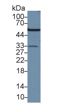 Invitrogen APOF Polyclonal Antibody 20 &mu;L; Unconjugated:Antibodies,