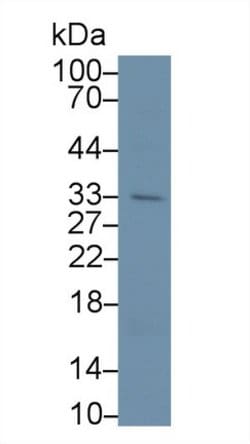 Invitrogen APOF Polyclonal Antibody 20 &mu;L; Unconjugated:Antibodies,