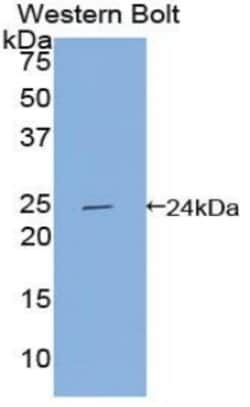 Invitrogen APOF Polyclonal Antibody 20 &mu;L; Unconjugated:Antibodies,
