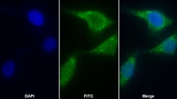 Invitrogen AIF Polyclonal Antibody 200 &mu;L; Unconjugated:Antibodies,