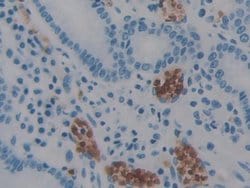 Invitrogen AIF Polyclonal Antibody:Antibodies:Primary Antibodies