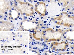 Invitrogen AIF Polyclonal Antibody 200 &mu;L; Unconjugated:Antibodies,