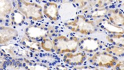 Invitrogen AIF Polyclonal Antibody:Antibodies:Primary Antibodies