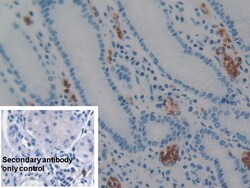 Invitrogen AIF Polyclonal Antibody 200 &mu;L; Unconjugated:Antibodies,