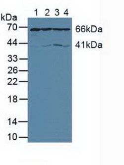 Invitrogen AIF Polyclonal Antibody:Antibodies:Primary Antibodies