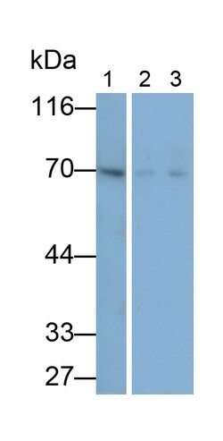 Invitrogen AIF Polyclonal Antibody 200 &mu;L; Unconjugated:Antibodies,