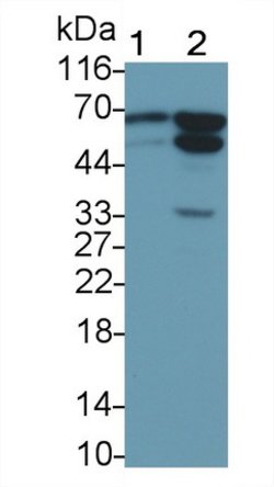 Invitrogen AIF Polyclonal Antibody:Antibodies:Primary Antibodies