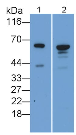 Invitrogen AIF Polyclonal Antibody 200 &mu;L; Unconjugated:Antibodies,