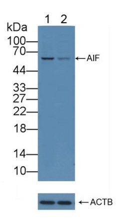 Invitrogen AIF Polyclonal Antibody:Antibodies:Primary Antibodies