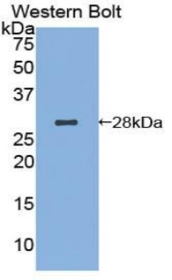 Invitrogen AIF Polyclonal Antibody:Antibodies:Primary Antibodies