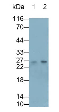 Invitrogen Artemin Polyclonal Antibody:Antibodies:Primary Antibodies